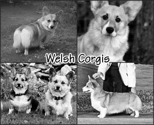 welsh-corgis4
